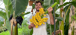 Des bananes à Ollioules