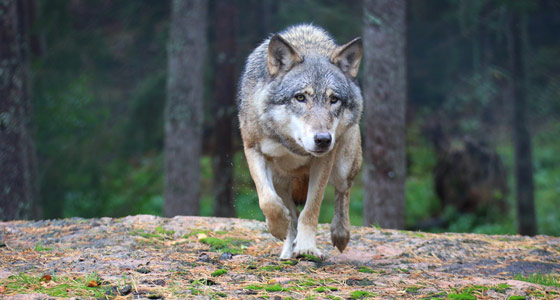 Le loup, espèce protégée